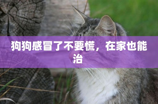 狗狗感冒了不要慌，在家也能治 