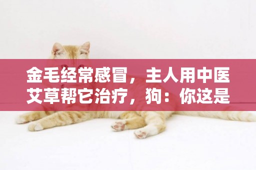 金毛經常感冒，主人用中醫艾草幫它治療，狗：你這是在作法嗎？ 
