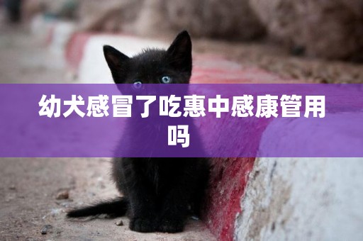 幼犬感冒了吃惠中感康管用嗎 