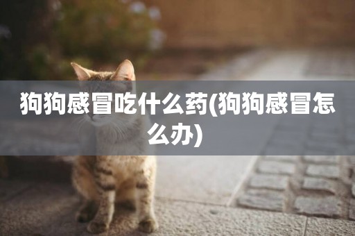 狗狗感冒吃什么藥(狗狗感冒怎么辦) 