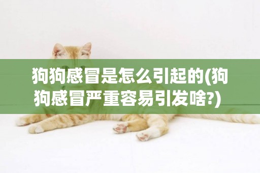 狗狗感冒是怎么引起的(狗狗感冒嚴重容易引發啥?) 