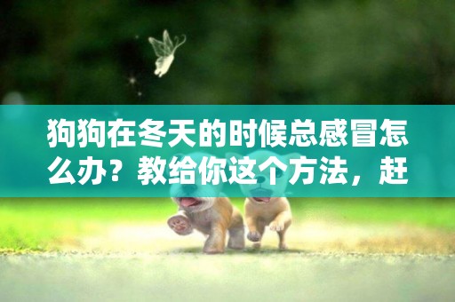 狗狗在冬天的時候總感冒怎么辦？教給你這個方法，趕緊學起來 