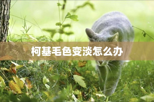 柯基毛色變淡怎么辦