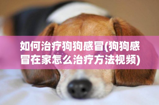 如何治療狗狗感冒(狗狗感冒在家怎么治療方法視頻) 
