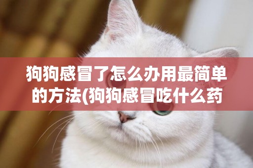 狗狗感冒了怎么辦用最簡單的方法(狗狗感冒吃什么藥) 
