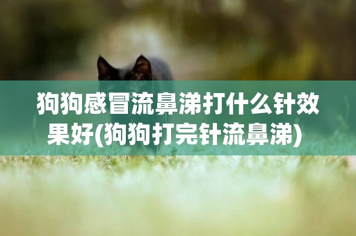 狗狗感冒流鼻涕打什么針效果好(狗狗打完針流鼻涕) 