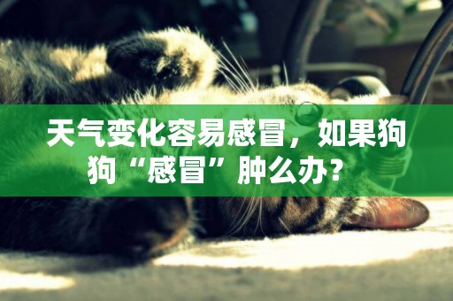 天氣變化容易感冒，如果狗狗“感冒”腫么辦？ 