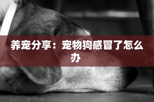 養寵分享：寵物狗感冒了怎么辦 