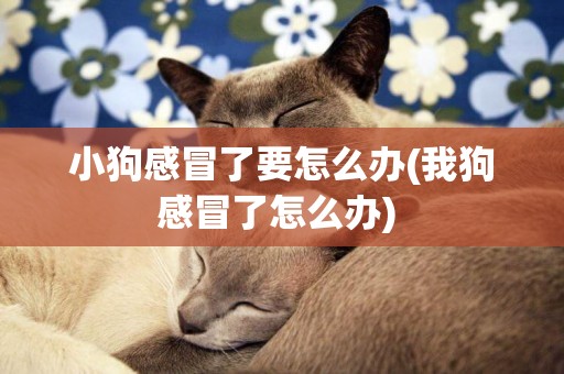 小狗感冒了要怎么辦(我狗感冒了怎么辦) 