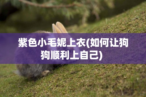 紫色小毛妮上衣(如何讓狗狗順利上自己) 