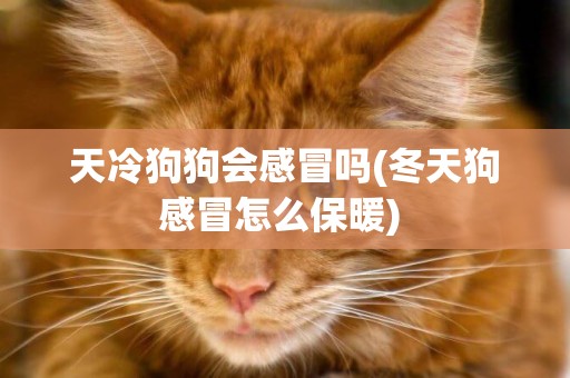 天冷狗狗會感冒嗎(冬天狗感冒怎么保暖) 