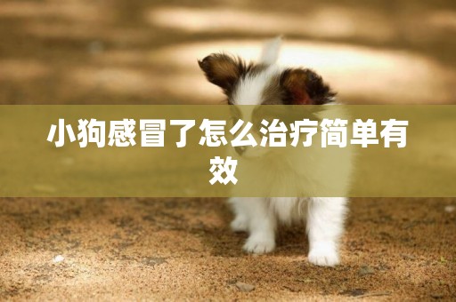 小狗感冒了怎么治療簡單有效 