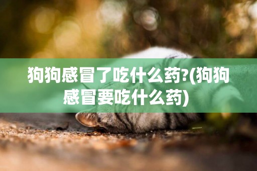 狗狗感冒了吃什么藥?(狗狗感冒要吃什么藥) 