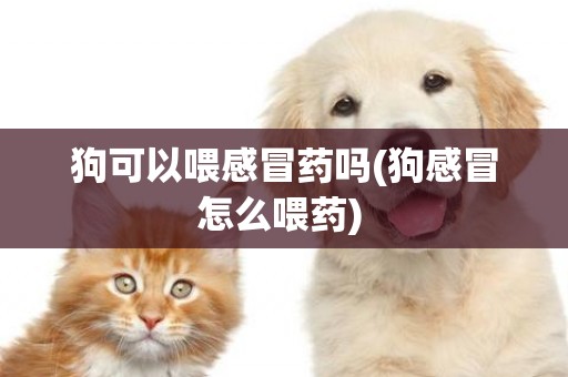 狗可以喂感冒藥嗎(狗感冒怎么喂藥) 