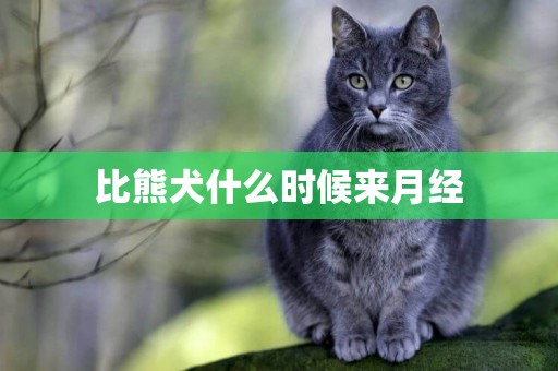 比熊犬什么時候來月經