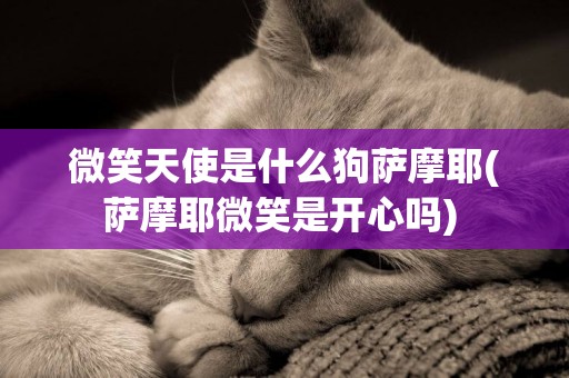 微笑天使是什么狗薩摩耶(薩摩耶微笑是開心嗎) 