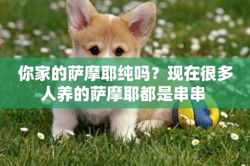 你家的薩摩耶純嗎？現在很多人養的薩摩耶都是串串 