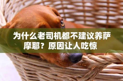 為什么老司機都不建議養薩摩耶？原因讓人吃驚 
