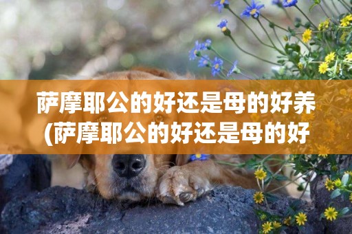 薩摩耶公的好還是母的好養(薩摩耶公的好還是母的好看) 