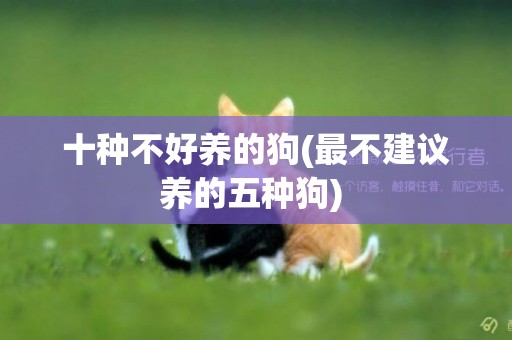 十種不好養的狗(最不建議養的五種狗) 
