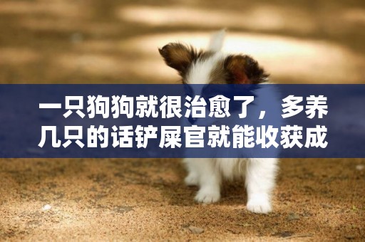 一只狗狗就很治愈了，多養幾只的話鏟屎官就能收獲成倍的歡樂了 
