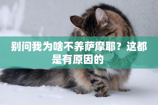 別問我為啥不養薩摩耶？這都是有原因的 