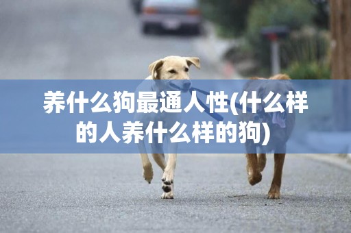 養什么狗最通人性(什么樣的人養什么樣的狗) 