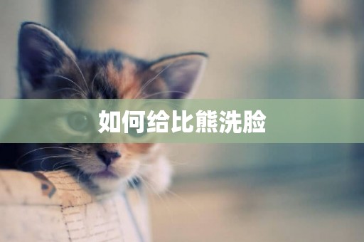 如何給比熊洗臉