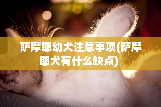 薩摩耶幼犬注意事項(薩摩耶犬有什么缺點) 