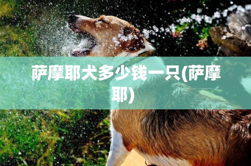 薩摩耶犬多少錢一只(薩摩耶) 
