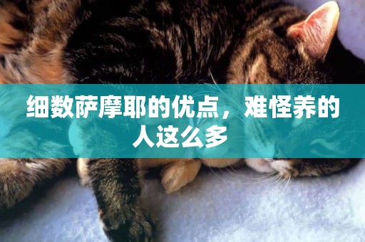 細數薩摩耶的優點，難怪養的人這么多 