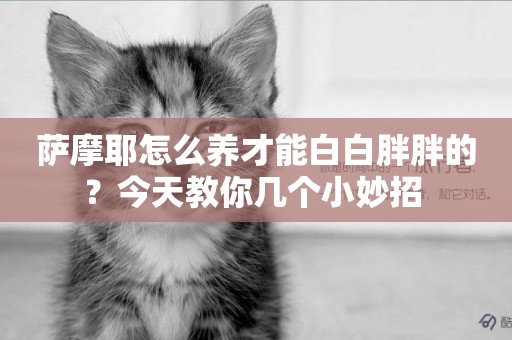 薩摩耶怎么養才能白白胖胖的？今天教你幾個小妙招 
