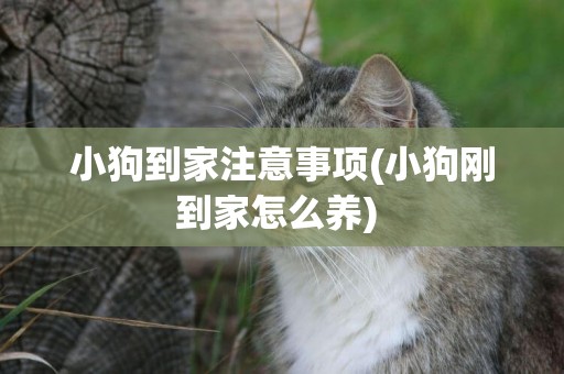 小狗到家注意事項(小狗剛到家怎么養) 