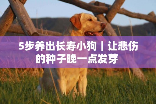 5步養出長壽小狗｜讓悲傷的種子晚一點發芽 