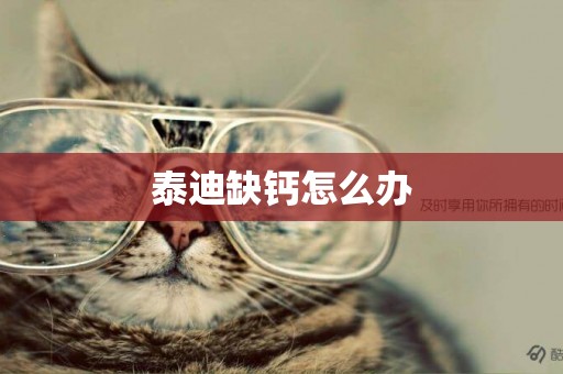 泰迪缺鈣怎么辦