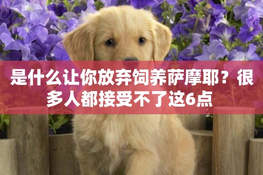 是什么讓你放棄飼養薩摩耶？很多人都接受不了這6點 
