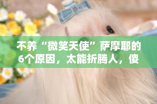 不養“微笑天使”薩摩耶的6個原因，太能折騰人，傻乎乎的不好養 
