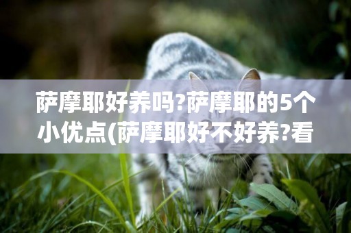 薩摩耶好養嗎?薩摩耶的5個小優點(薩摩耶好不好養?看完這幾點你就知道啦!) 