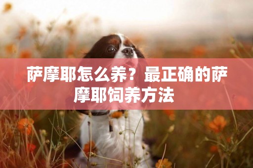 薩摩耶怎么養？最正確的薩摩耶飼養方法 