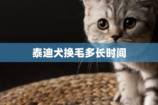 泰迪犬換毛多長時間