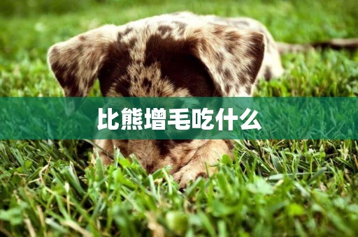 比熊增毛吃什么