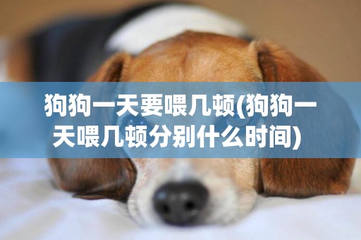 狗狗一天要喂幾頓(狗狗一天喂幾頓分別什么時間) 