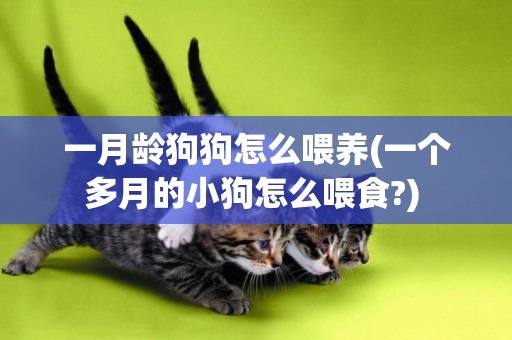 一月齡狗狗怎么喂養(一個多月的小狗怎么喂食?) 