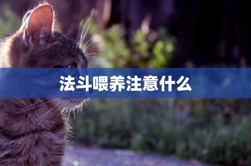 法斗喂養注意什么