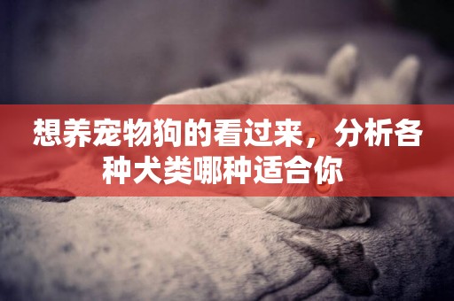 想養寵物狗的看過來，分析各種犬類哪種適合你 