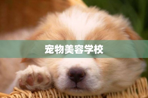 寵物美容學校