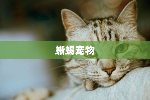 蜥蜴寵物