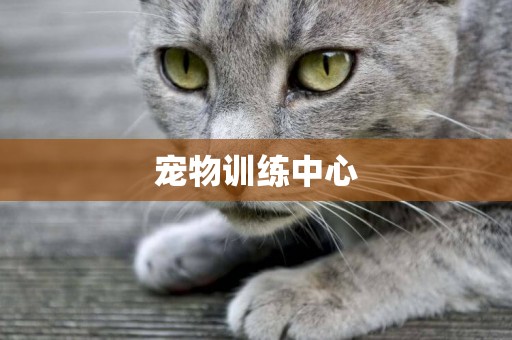 寵物訓練中心