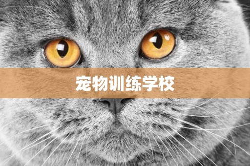 寵物訓練學校