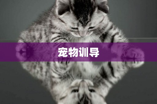 寵物訓導